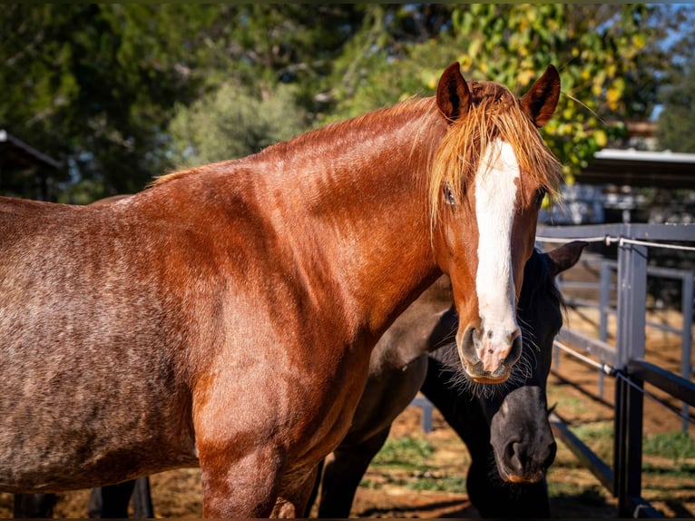 PRE Mix Mare 4 years 16 hh Rabicano in Valencia