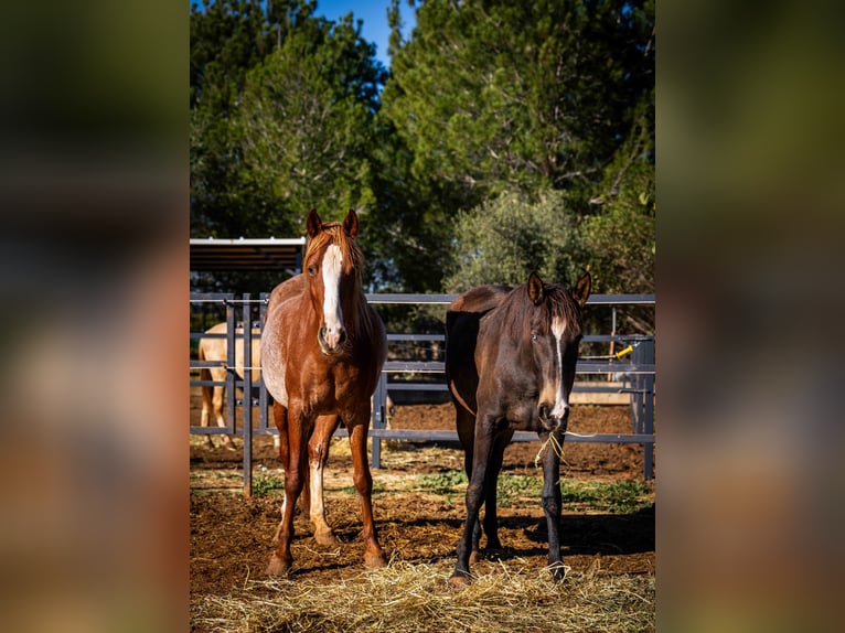 PRE Mix Mare 4 years 16 hh Rabicano in Valencia