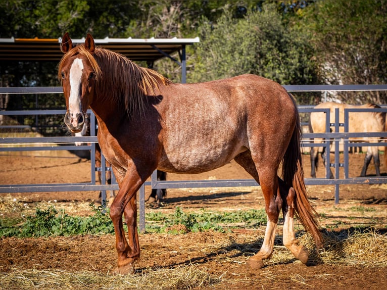 PRE Mix Mare 4 years 16 hh Rabicano in Valencia