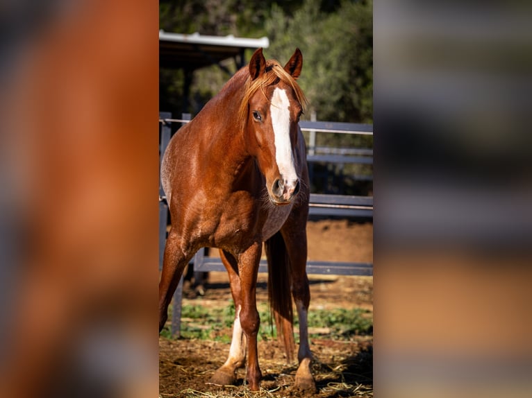 PRE Mix Mare 4 years 16 hh Rabicano in Valencia