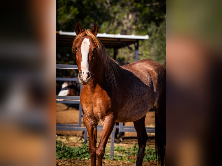 PRE Mix Mare 4 years 16 hh Rabicano in Valencia