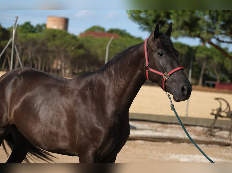 PRE Mix Mare 4 years 16,1 hh Black in Hamburg