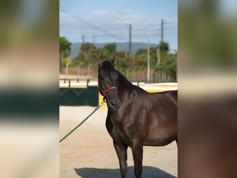 PRE Mix Mare 4 years 16,1 hh Black in Hamburg