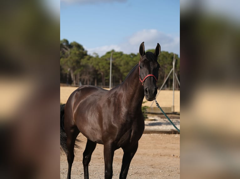 PRE Mix Mare 4 years 16,1 hh Black in Hamburg