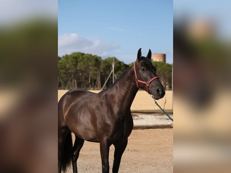 PRE Mix Mare 4 years 16,1 hh Black in Hamburg