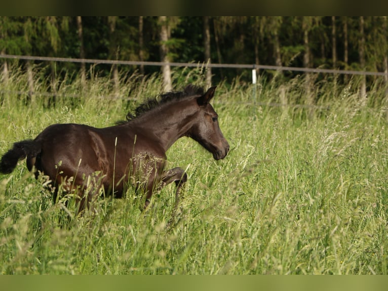 PRE Mare 4 years 16,1 hh Black in Bogen