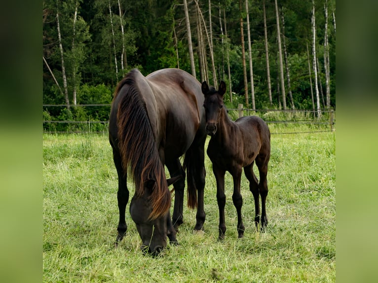 PRE Mare 4 years 16,1 hh Black in Bogen