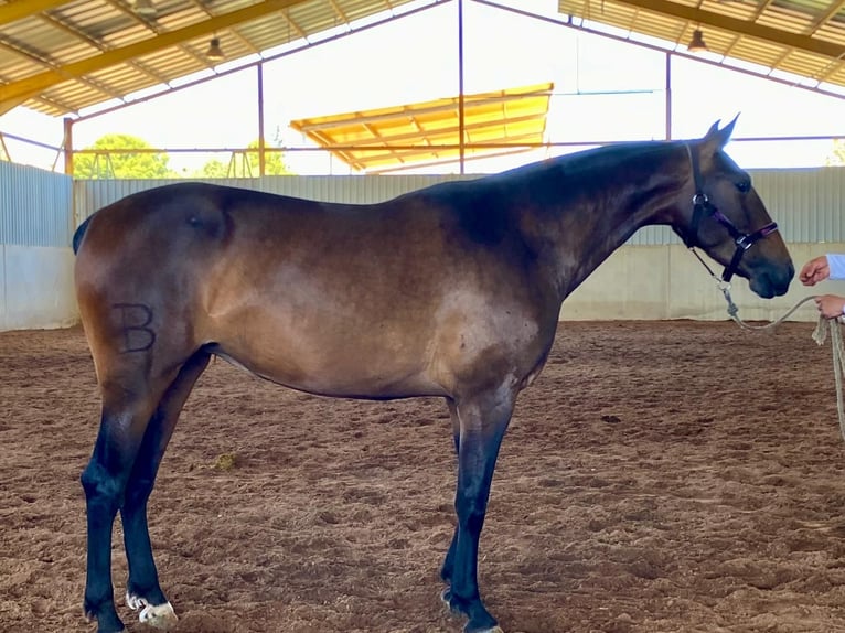 PRE Mare 4 years 16,1 hh Brown in Altabix (Elche) (Partida)