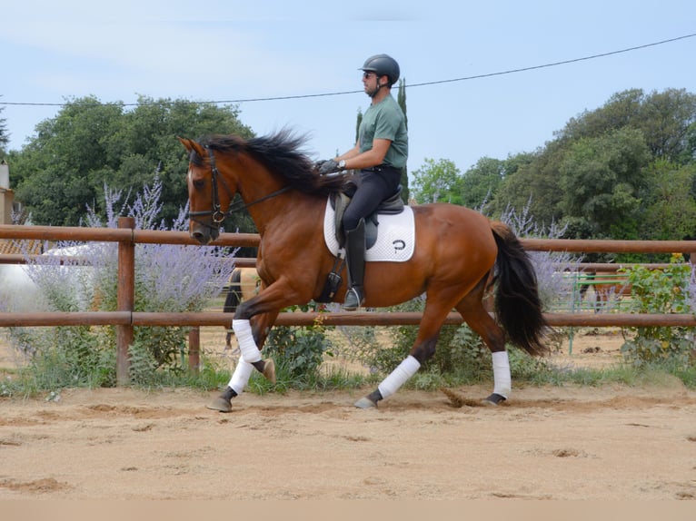 PRE Mix Mare 4 years 16,1 hh Brown in Matajudaica