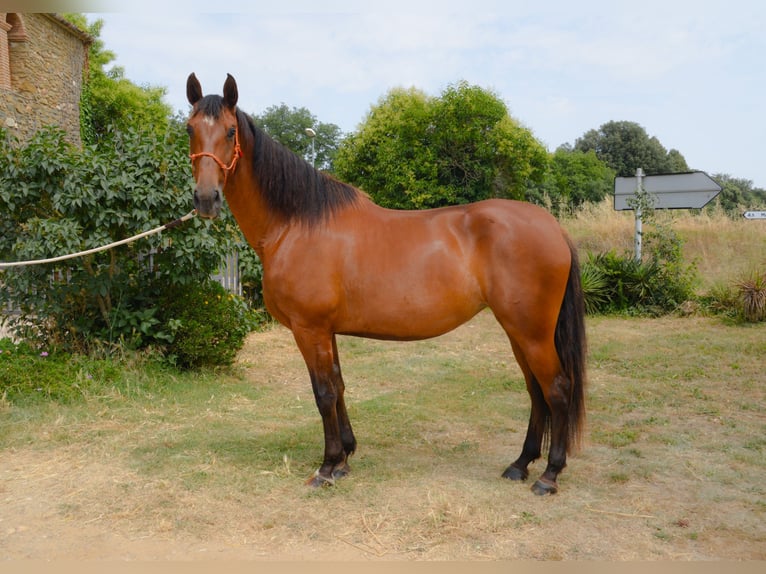 PRE Mix Mare 4 years 16,1 hh Brown in Matajudaica