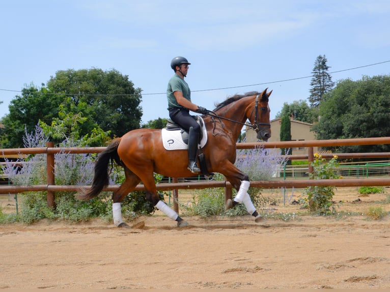 PRE Mare 4 years 16,1 hh Brown in Matajudaica