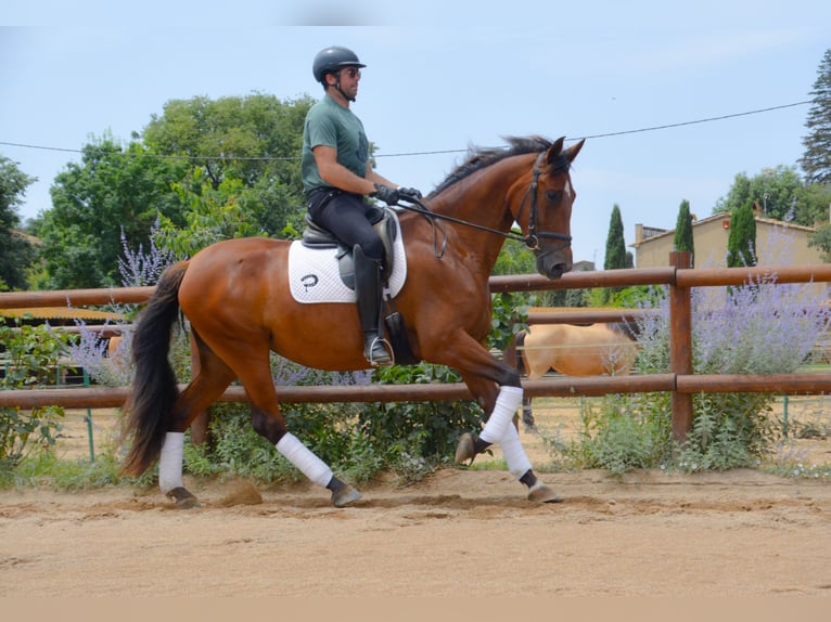 PRE Mare 4 years 16,1 hh Brown in Matajudaica
