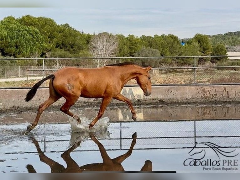 PRE Mix Mare 4 years 16,1 hh Chestnut-Red in Barcelona