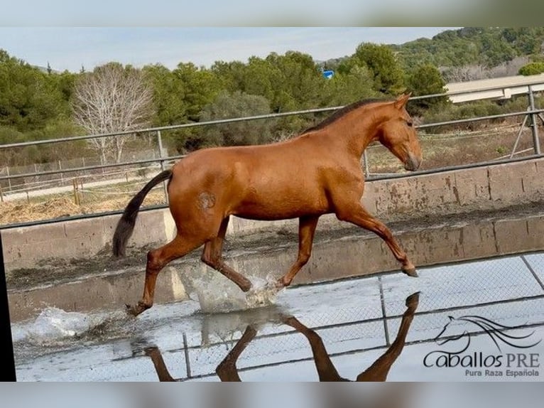 PRE Mix Mare 4 years 16,1 hh Chestnut-Red in Barcelona
