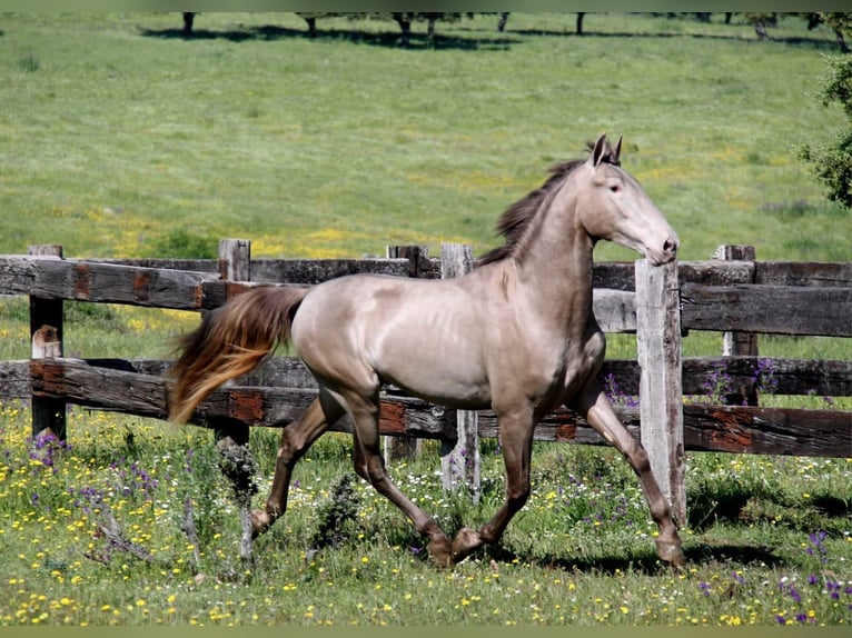 PRE Mix Mare 4 years 16,1 hh Chestnut-Red in Barcelona