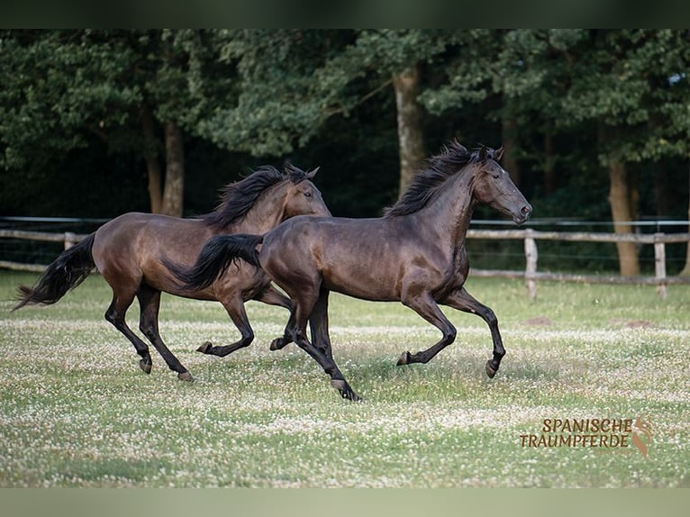 PRE Mare 4 years 16,1 hh in Traventhal
