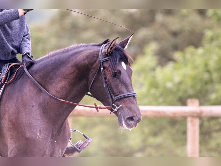 PRE Mix Mare 4 years 16,1 hh in bouzonville