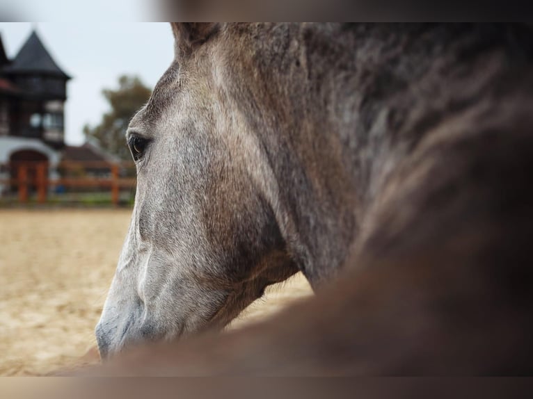 PRE Mix Mare 4 years 16,1 hh Gray in Leichlingen