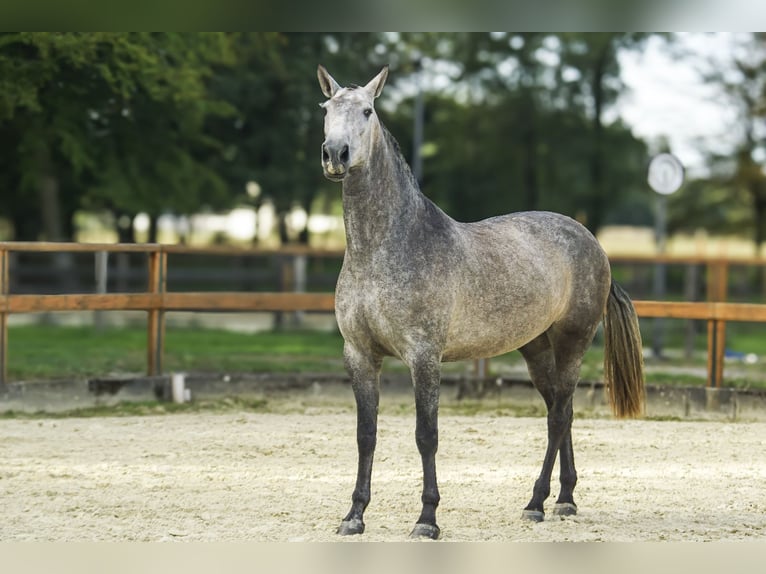PRE Mix Mare 4 years 16,1 hh Gray in Leichlingen