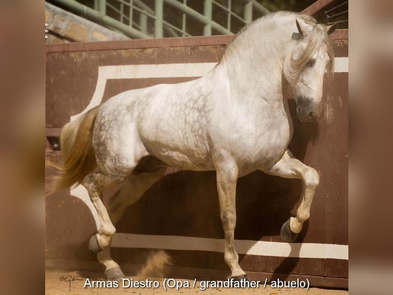 PRE Mare 4 years 16,1 hh Grey in Provinz Malaga