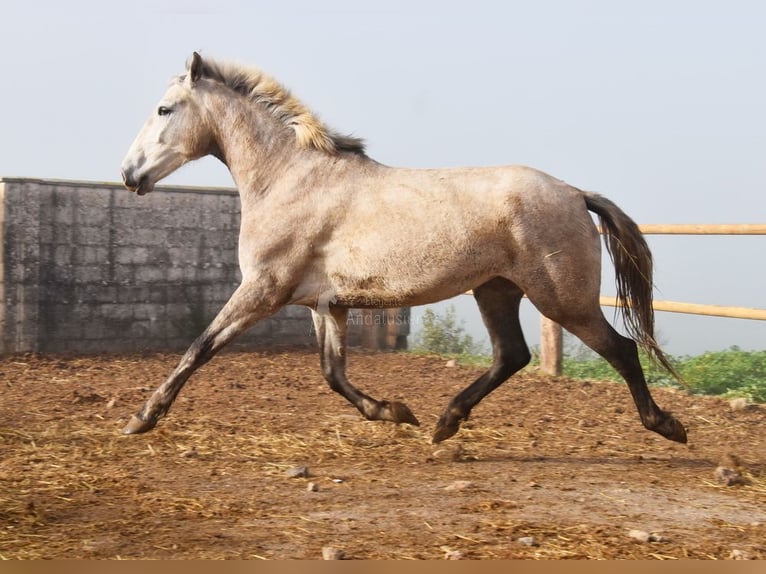 PRE Mare 4 years 16,1 hh Grey in Provinz Malaga