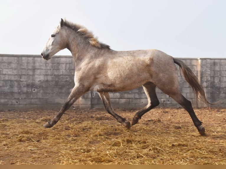 PRE Mare 4 years 16,1 hh Grey in Provinz Malaga
