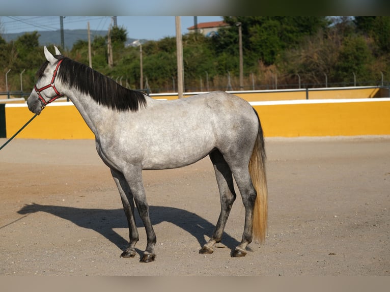 PRE Mix Mare 4 years 16,1 hh Grey-Dapple in Hamburg