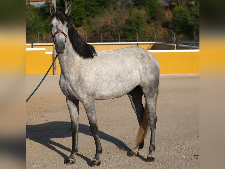 PRE Mix Mare 4 years 16,1 hh Grey-Dapple in Hamburg