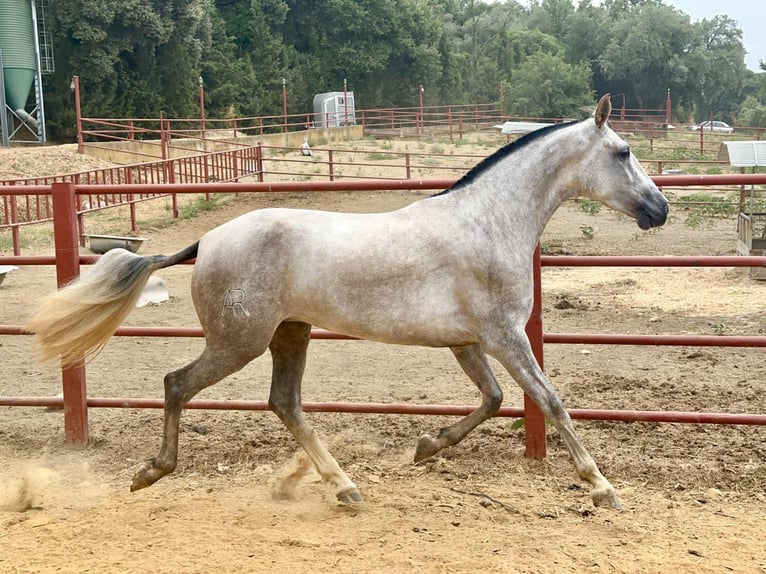 PRE Mare 4 years 16,1 hh Grey in Galaroza (Huelva)