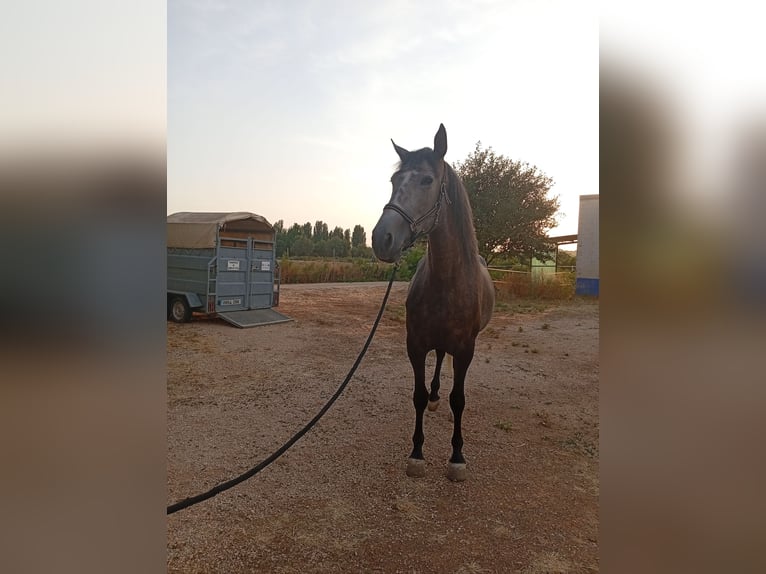 PRE Mare 4 years 16,1 hh Grey in Villanueva De Alcardete