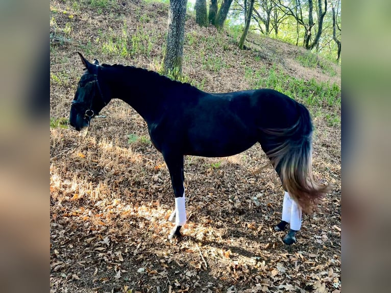 PRE Mix Mare 4 years 16,1 hh Grey in Silleda (Casco Urbano)