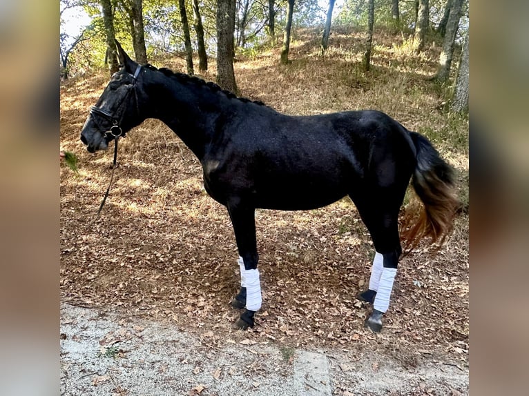 PRE Mix Mare 4 years 16,1 hh Grey in Silleda (Casco Urbano)