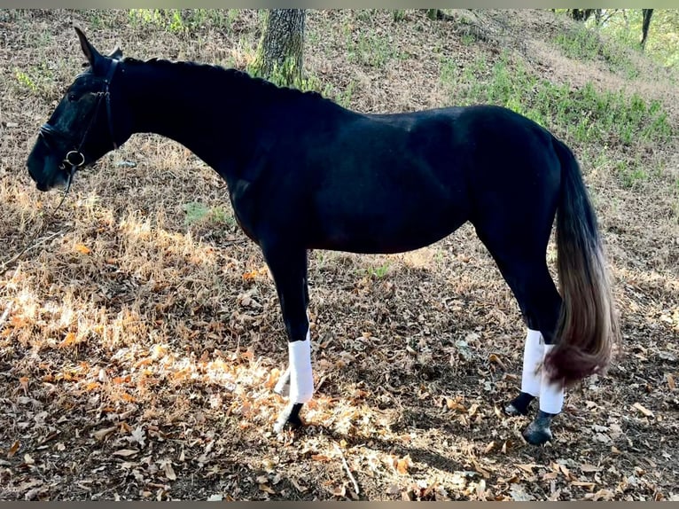 PRE Mix Mare 4 years 16,1 hh Grey in Silleda (Casco Urbano)