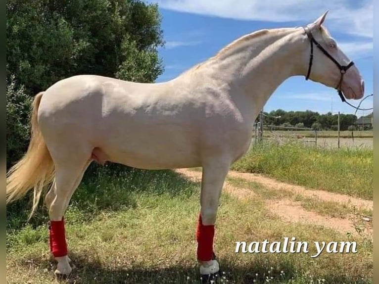 PRE Mare 4 years 16,2 hh Black in HUY