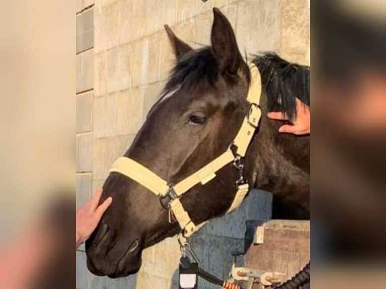 PRE Mare 4 years 16,2 hh Black in HUY