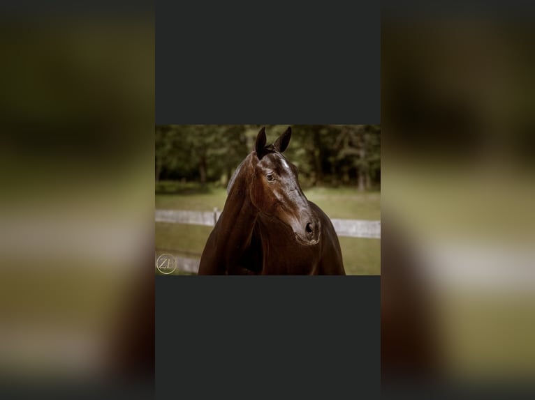 PRE Mare 4 years 16,2 hh Black in HUY