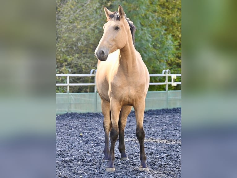 PRE Mix Mare 4 years 16,2 hh Buckskin in Klettgau