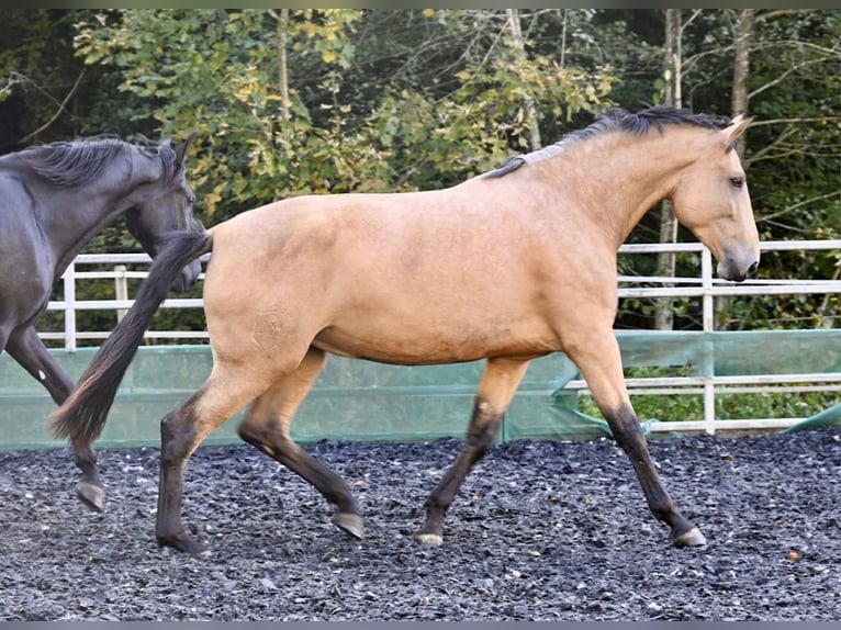 PRE Mix Mare 4 years 16,2 hh Buckskin in Klettgau