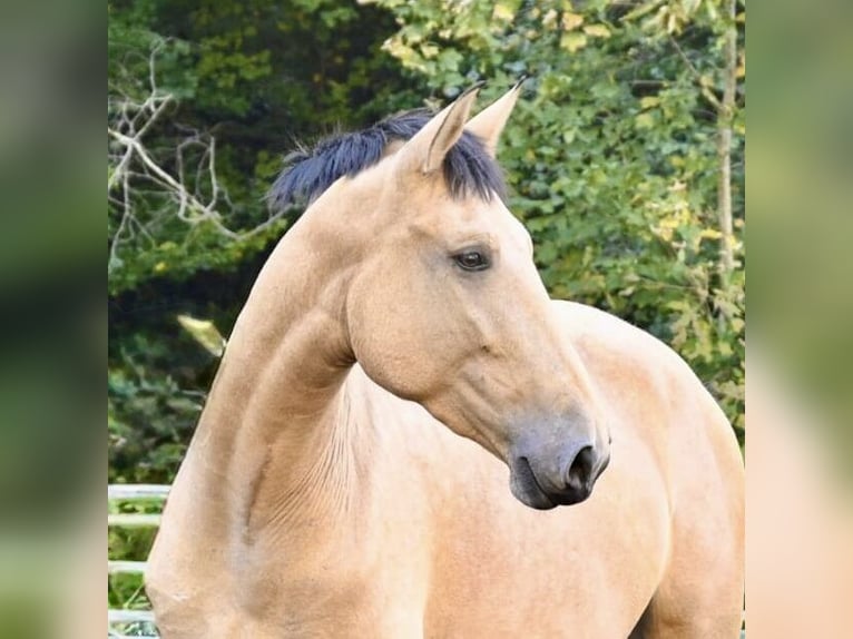 PRE Mix Mare 4 years 16,2 hh Buckskin in Klettgau
