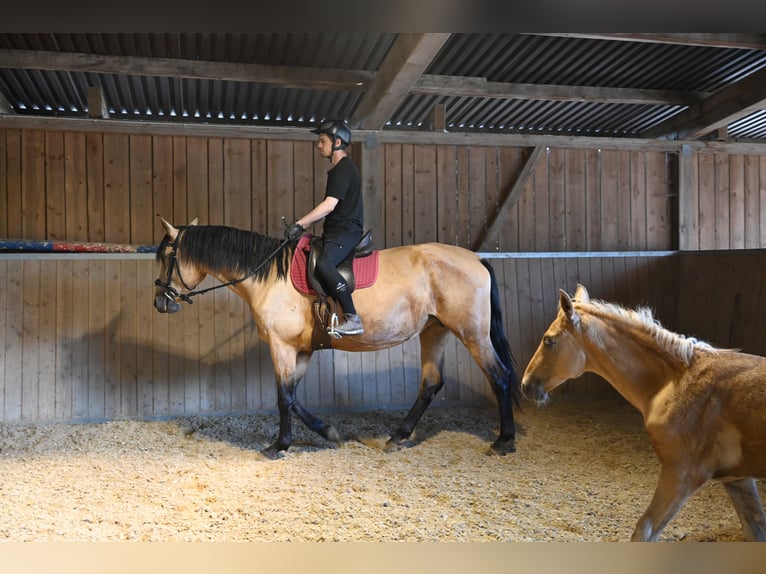PRE Mare 4 years 16,2 hh Buckskin in Klettgau-B&#xFC;hl