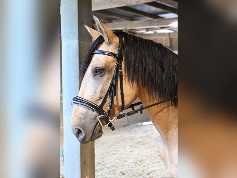 PRE Mare 4 years 16,2 hh Buckskin in Klettgau-B&#xFC;hl