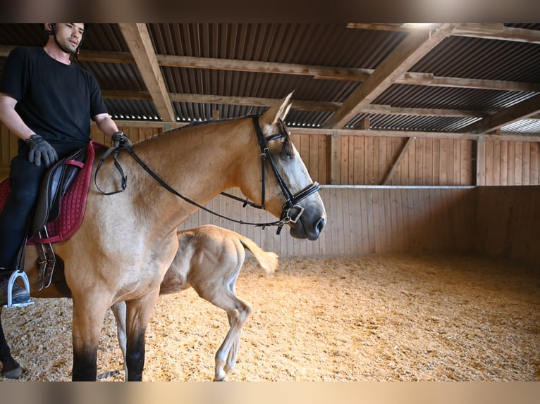 PRE Mare 4 years 16,2 hh Buckskin in Klettgau-B&#xFC;hl