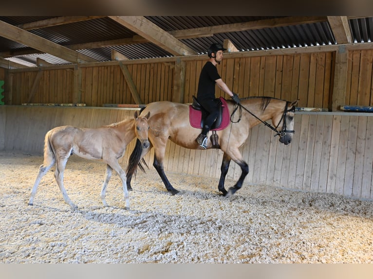 PRE Mare 4 years 16,2 hh Buckskin in Klettgau-B&#xFC;hl