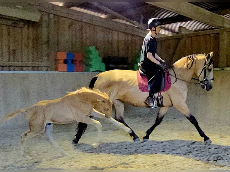 PRE Mare 4 years 16,2 hh Buckskin in Klettgau-B&#xFC;hl