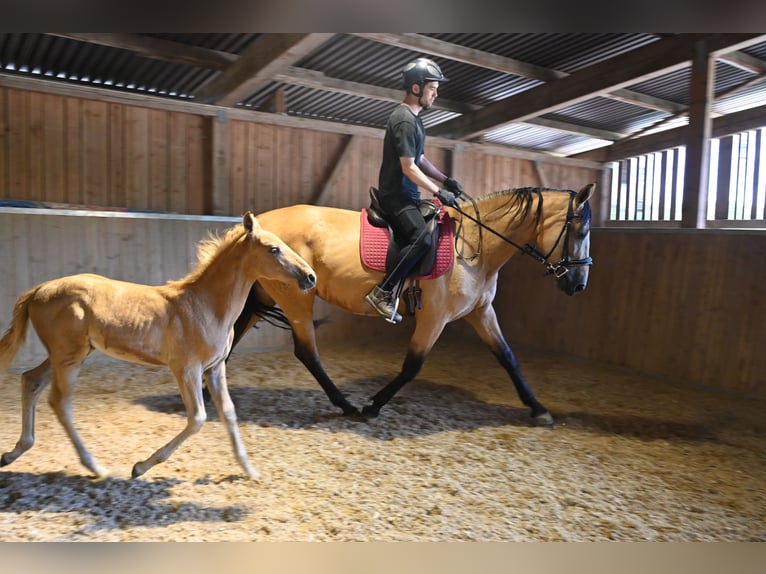 PRE Mare 4 years 16,2 hh Buckskin in Klettgau-B&#xFC;hl
