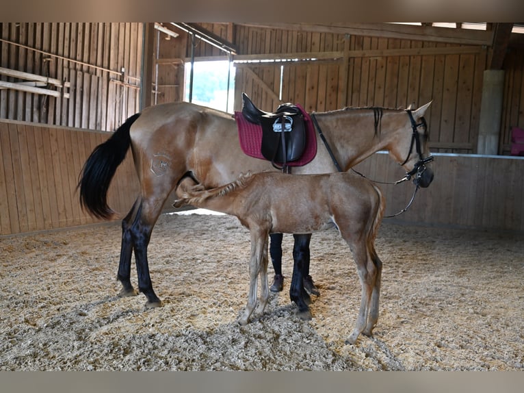 PRE Mare 4 years 16,2 hh Buckskin in Klettgau-B&#xFC;hl