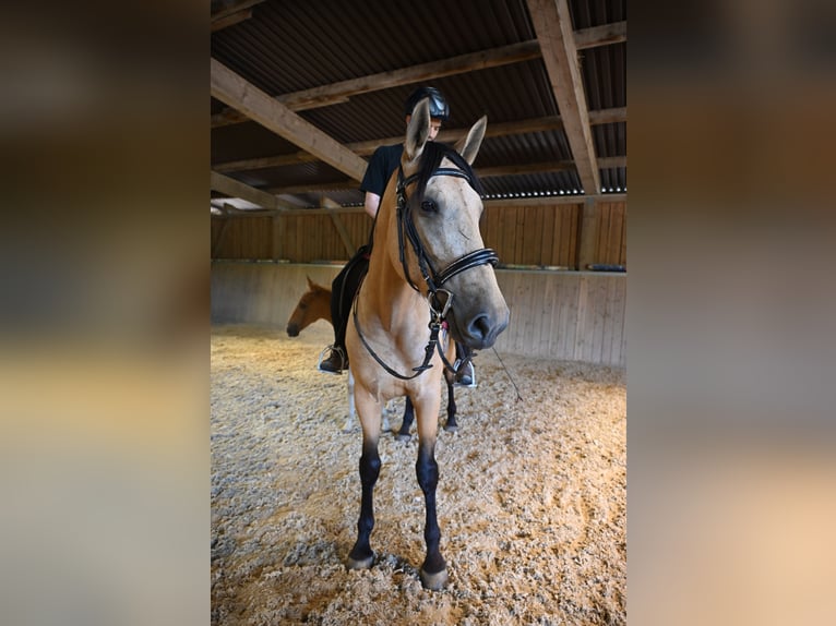 PRE Mare 4 years 16,2 hh Buckskin in Klettgau-B&#xFC;hl