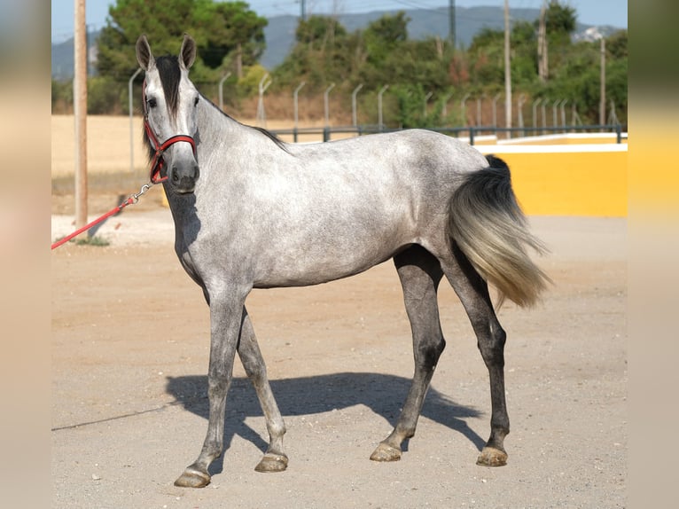 PRE Mix Mare 4 years 16,2 hh Grey in Hamburg