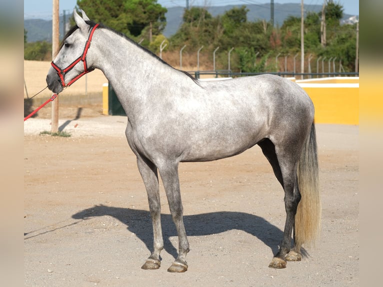 PRE Mix Mare 4 years 16,2 hh Grey in Hamburg