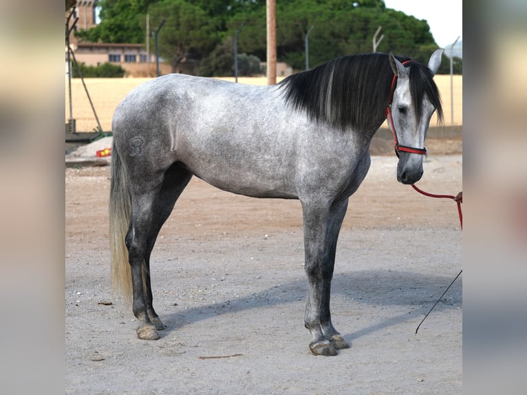 PRE Mix Mare 4 years 16,2 hh Grey in Hamburg